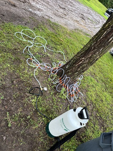 Tree Treatment