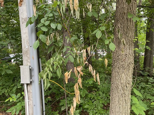 Dutch Elm Disease