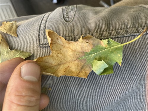 Oak Wilt