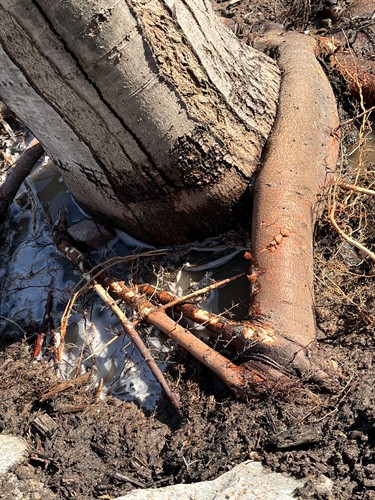 Girdling Root
