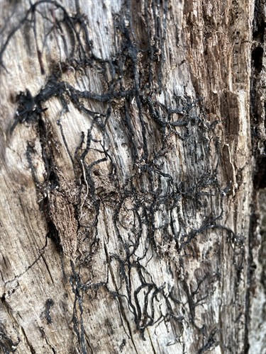 Armillaria Root Rot