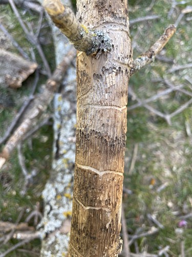 Emerald Ash Borer