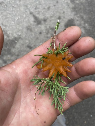 Cedar Apple Rust