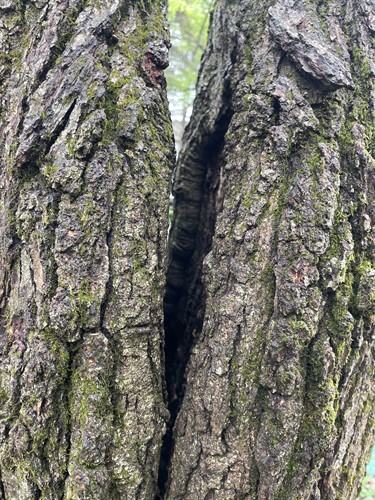 Bark Inclusion