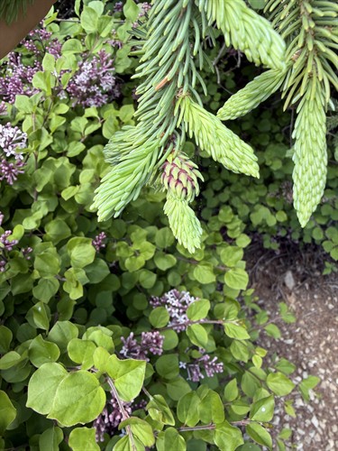  Spruce Gall Adelgid
