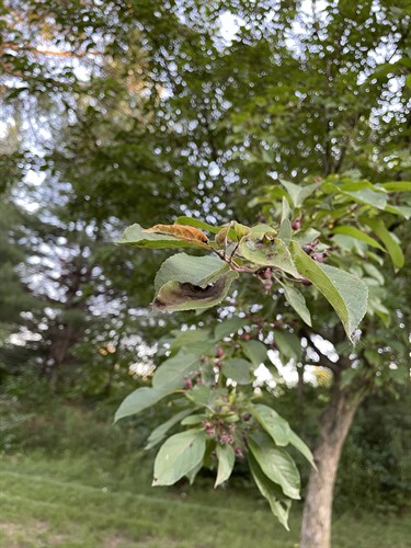 Apple Scab