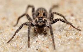 Gallery Image Spider_Pic.jpg