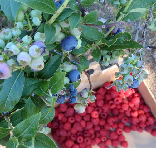 Bayfield is Wisconsin's Berry Capital, home to 14 fruit farms and orchards