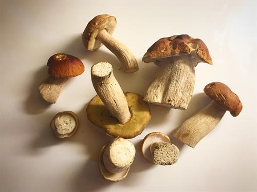 Bolete/Porcini Mushrooms