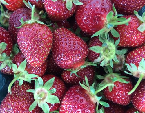 Bayfield strawberries