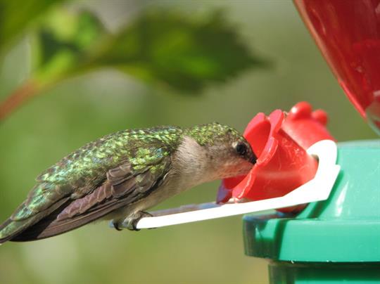 The hummingbirds are ample. 