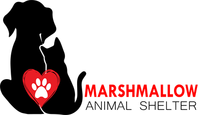 Marshmallow Animal Shelter