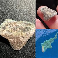 SHARK! Mineral Wells Fossil Park visitor makes rare find