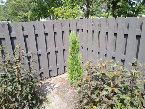 Fence staining project in Antioch.