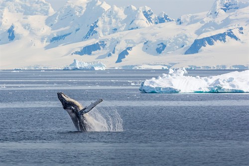 Wilhemina Bay, Antartica