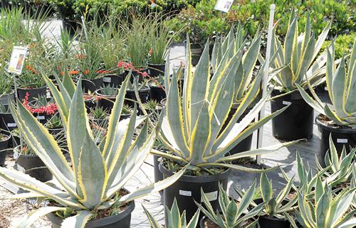 Gallery Image g15.jpg