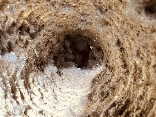 Professional Dryer Vent Cleaning is one of the simplest ways to help protect your home and improve appliance performance. Our technicians remove lint and debris from the entire dryer vent system, inspect for airflow restrictions, and identify damaged or disconnected venting. Proudly serving Rockwall, Heath, Fate, Royse City, Rowlett, Forney, Terrell, Dallas, and surrounding North Texas with trusted family owned service, honest recommendations, and professional dryer vent maintenance since 2017.