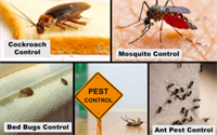 Everyone Needs General Pest Control In This State Of Texas