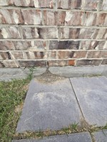 Ant Treatments are Needed Continuously