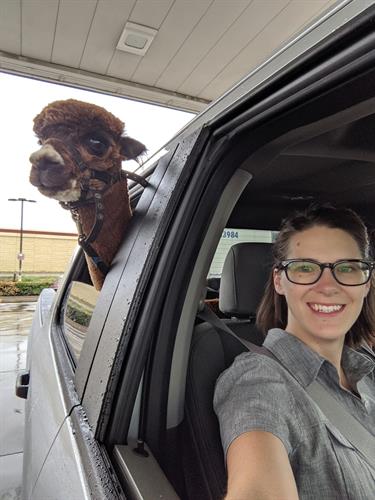 Just taking a drive with my alpaca.