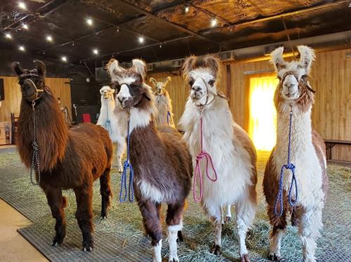 The castle's llamas are available to entertain your guests during your cocktail hour.