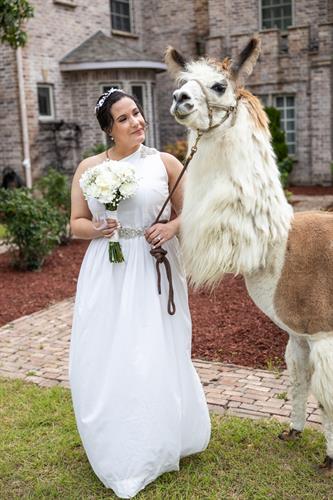 A beautiful bride with the castle's 3-time grand national champion llama.