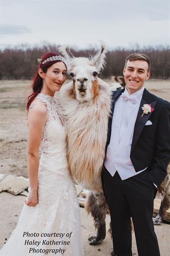 Weddings with llamas make everyone smile!