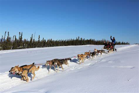 Dog Sled Tour in Canada