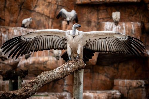 Gallery Image Largest_Vulture_Conservation_Shamwari_Private_Game_Reserve.jpg