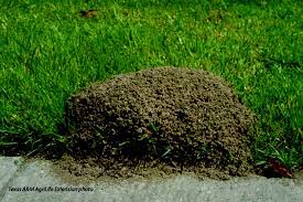 Fire Ant Pile