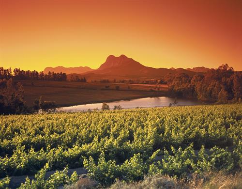 Vinyards Paarl South Africa