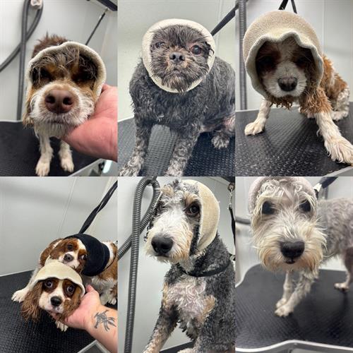 Gallery Image 1D103FD4-21E4-4785-8170-660840583A44.jpeg