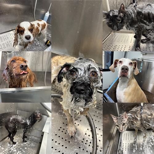 Gallery Image BB48F6EF-F7D8-4948-88CB-D6BA24A16D7E(1).jpeg