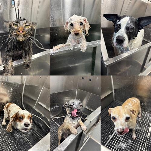 Gallery Image BCAA76D7-61F6-4C8E-9151-6DB3A19346B9.jpeg