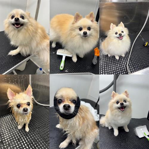 Gallery Image C69263CF-78C8-4CFB-BE15-27543B0729F5.jpeg