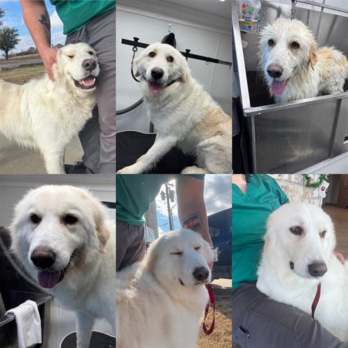 Gallery Image D546EF8D-E61D-490A-AF62-15F971410DD3.jpeg