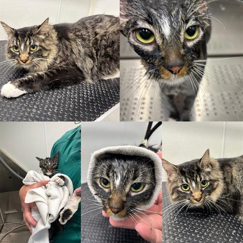 Gallery Image DBDF83D4-A413-4F40-912F-01D80843759E.jpeg