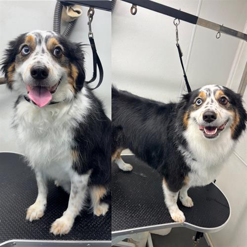 Gallery Image DCC75B8C-C0B3-431B-A241-CAE44D4BF958.jpeg