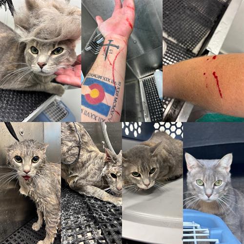 Gallery Image DF60A575-CBA0-4624-85D2-11C71005D8CE.jpeg