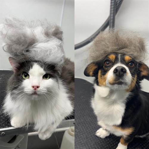 Gallery Image EF891EB5-56E2-420D-BF07-899D057F28F5.jpeg