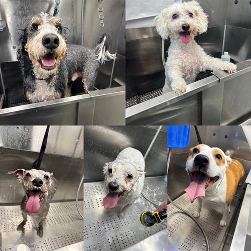 Gallery Image F7EBC080-8174-44FA-B2D8-26D651B5A660.jpeg