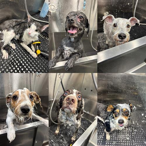 Gallery Image FA0A9636-1BFE-4BC9-BAD3-91DDDC9D4161.jpeg