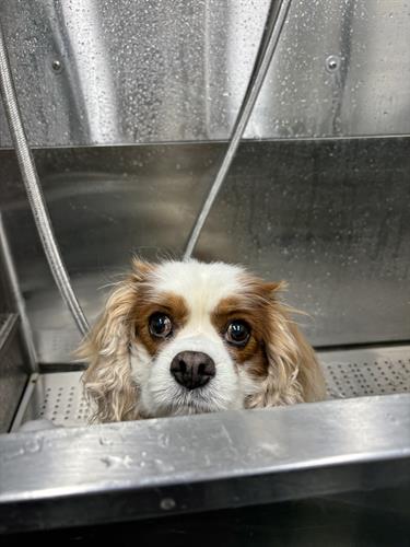 Gallery Image IMG_5492.jpeg