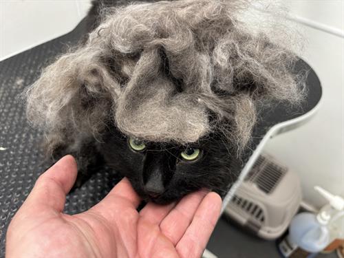 Gallery Image IMG_5539.jpeg