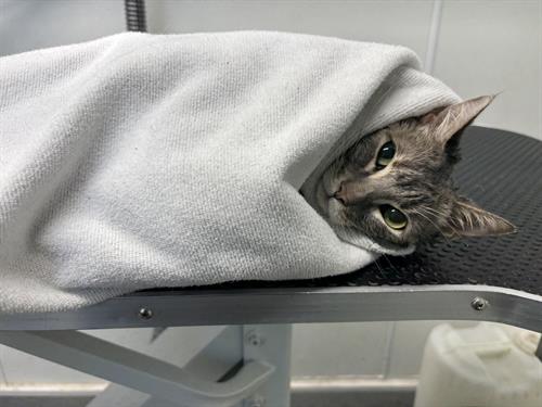 Gallery Image IMG_5655.jpeg