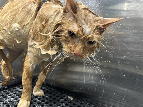 Gallery Image IMG_5920.jpeg