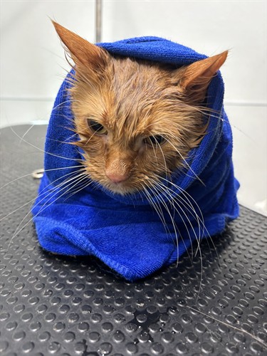 Gallery Image IMG_5925.jpeg