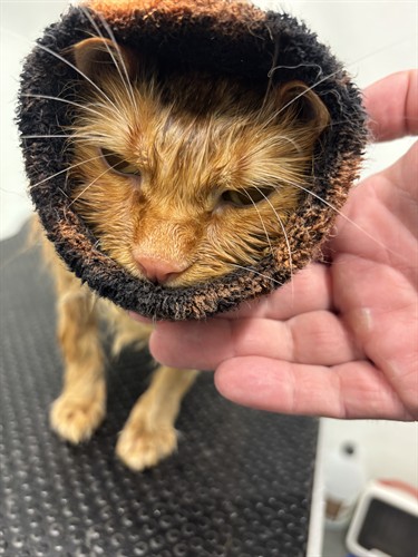 Gallery Image IMG_5927.jpeg