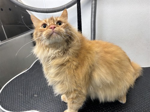 Gallery Image IMG_5931.jpeg