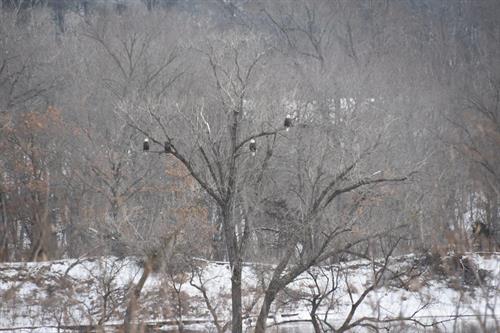 Bald eagles in a tree during the winter